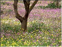 Pilo: prado florido en primavera &copy; Jos&eacute; Mar&iacute;a Ciordia