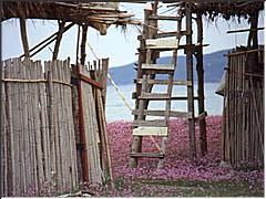 Pilo: caba&ntilde;a y flores &copy; Jos&eacute; Mar&iacute;a Ciordia